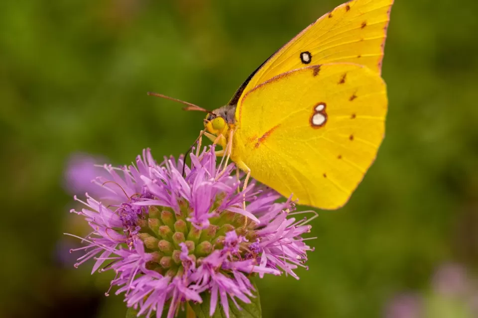 Close-up of yellow dogface butterfly sitting on purple flower.